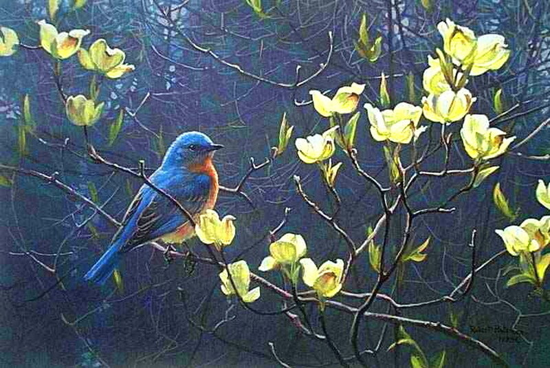 Bluebird on Branch