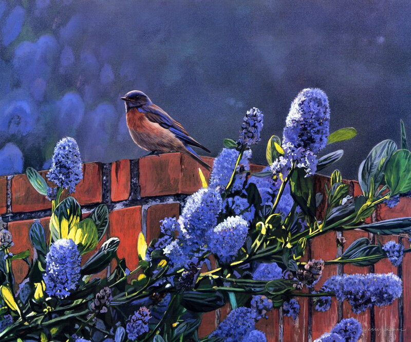 Bluebird on Brick Wall