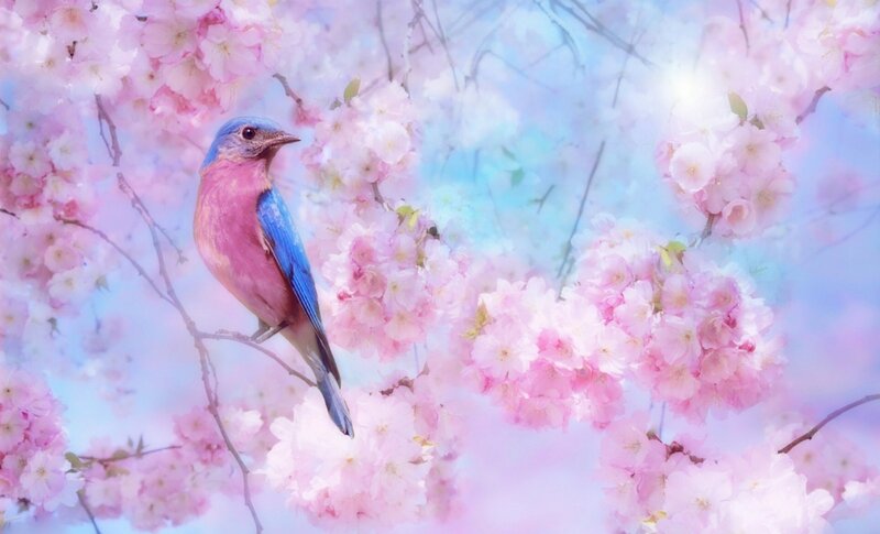 Bluebird on Cherry Blossoms