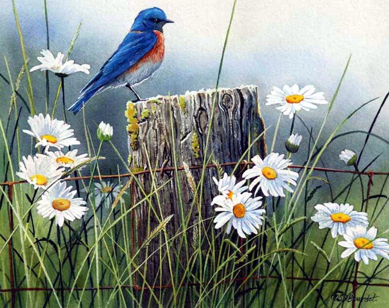 Bluebird on Fence Post — Blue