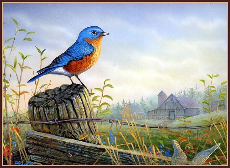 Bluebird on Fence Post