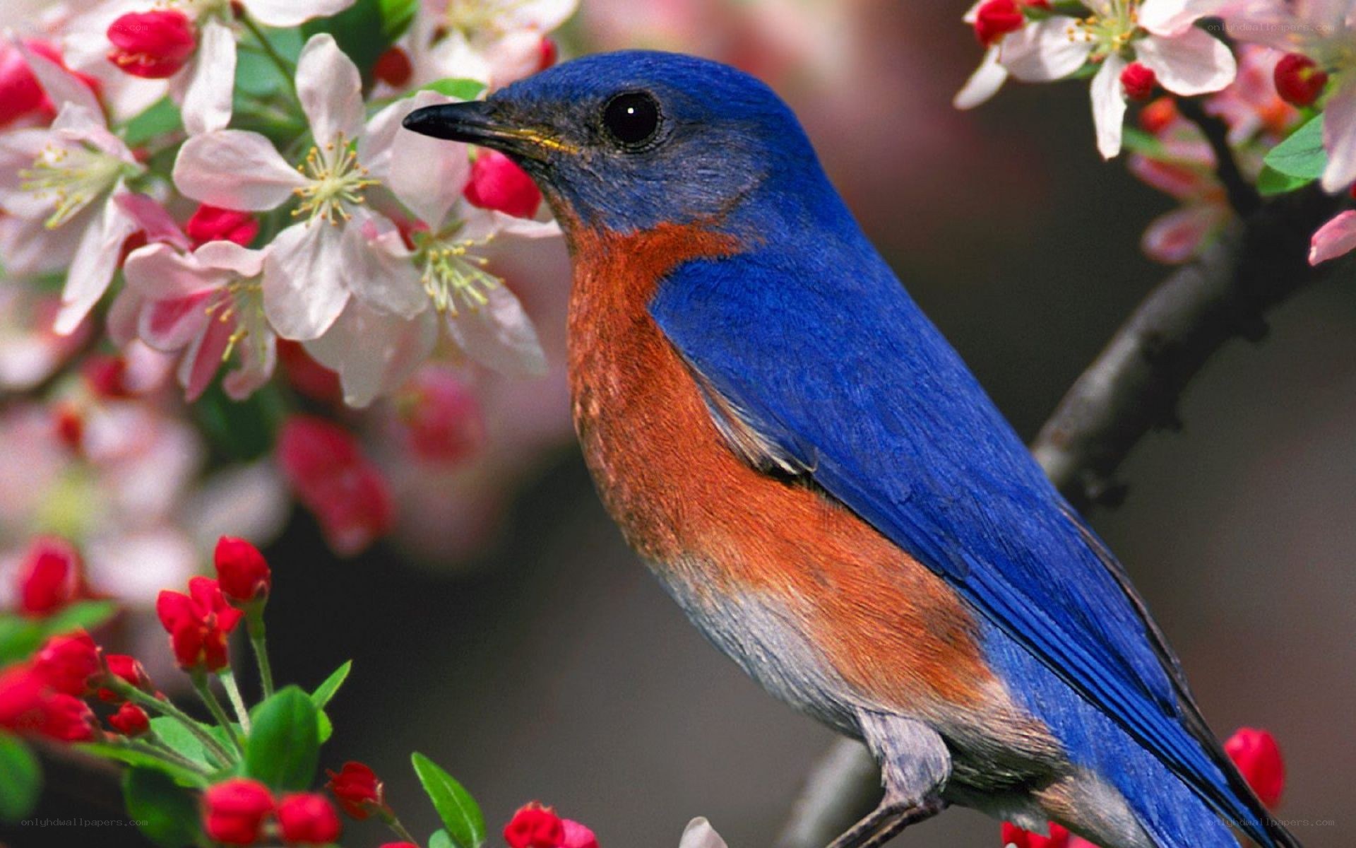 bluebird on flowering branch