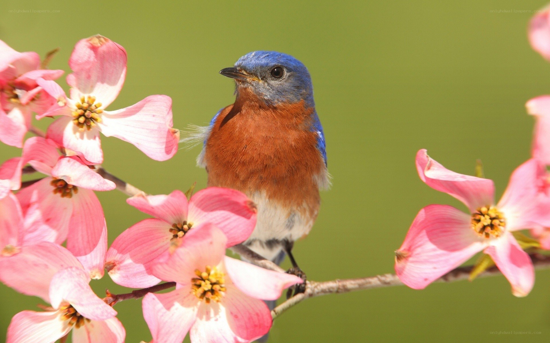 bluebird on flowering branch