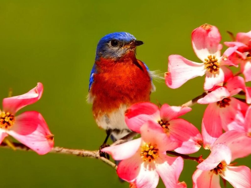 Bluebird on Flowering Branch — Blue, Serene, Spring, Photograph, Flowering Branch
