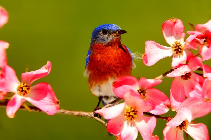 Bluebird on Flowering Branch — Blue, Serene, Spring, Photograph, Flowers, Green Background