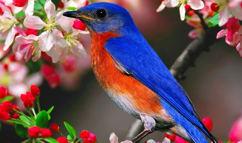 Bluebird on Flowering Branch — Blue, Serene, Spring, Photograph, Flowers