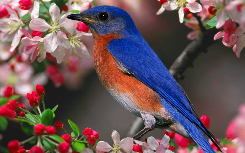 Bluebird on Flowering Branch — Blue, Serene, Spring