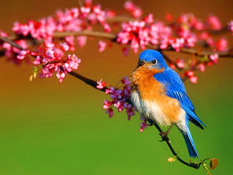 Bluebird on Flowering Branch — Blue, Serene