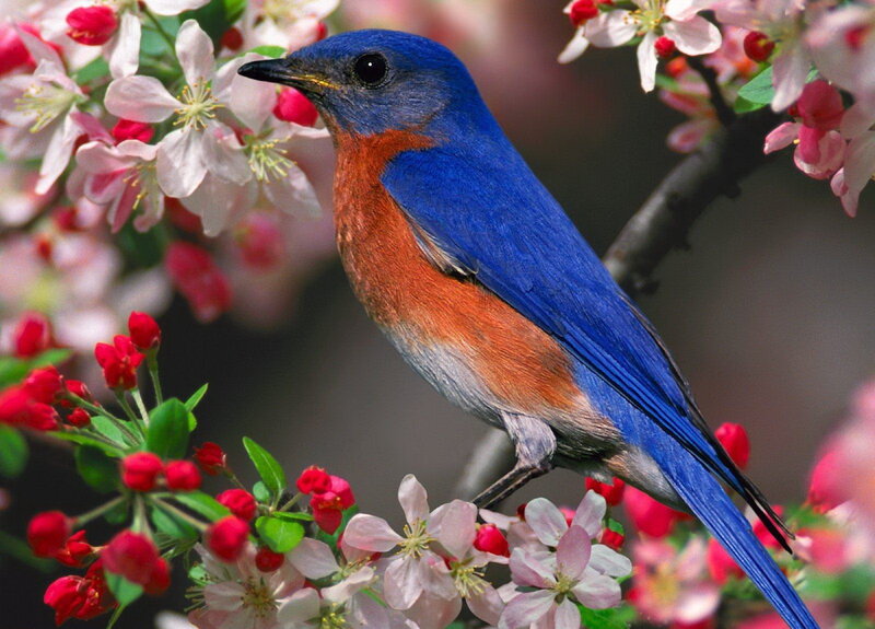 Bluebird on Flowering Branch — Blue