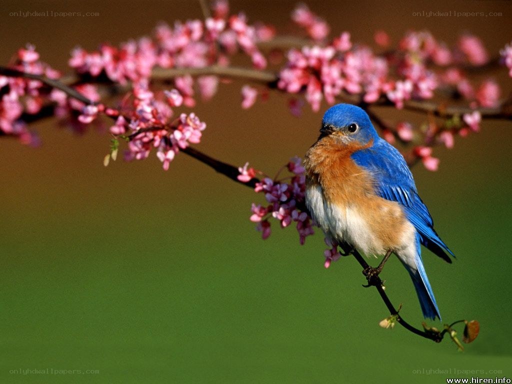 bluebird on flowering branch