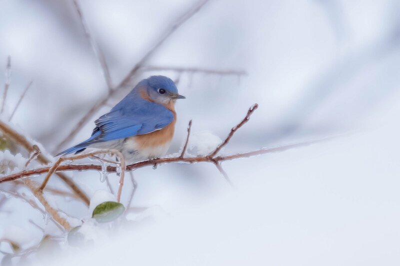 Bluebird on Icy Branch — Blue
