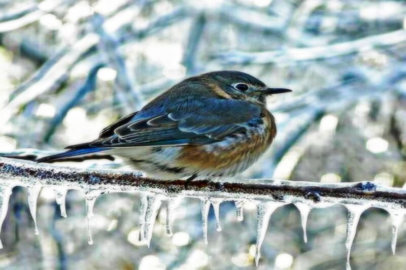 Bluebird on Icy Branch
