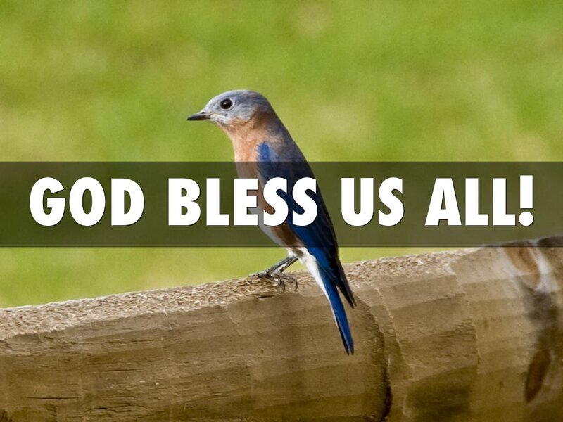 Bluebird on Log