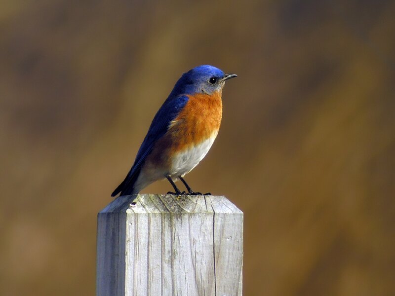 Bluebird on Post — Blue, Calm