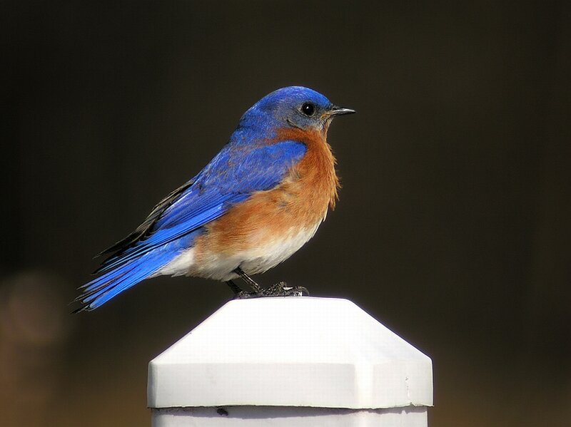 Bluebird on Post — Blue
