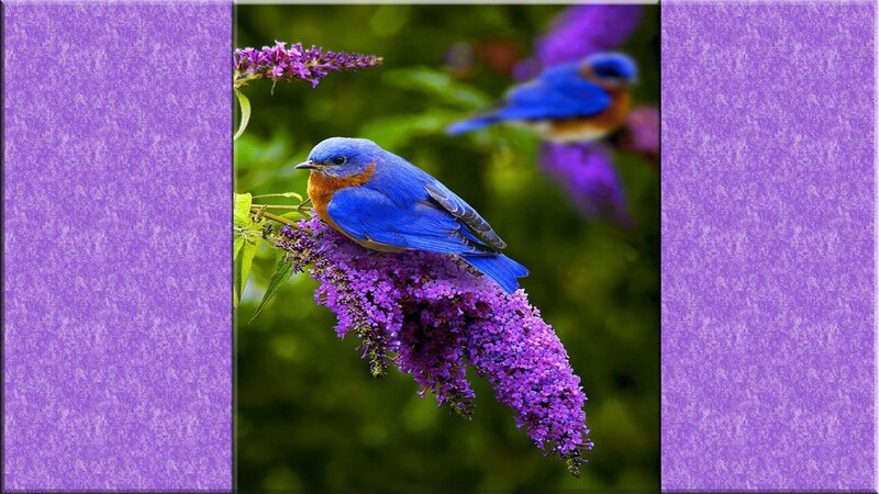 Bluebird on Purple Flower
