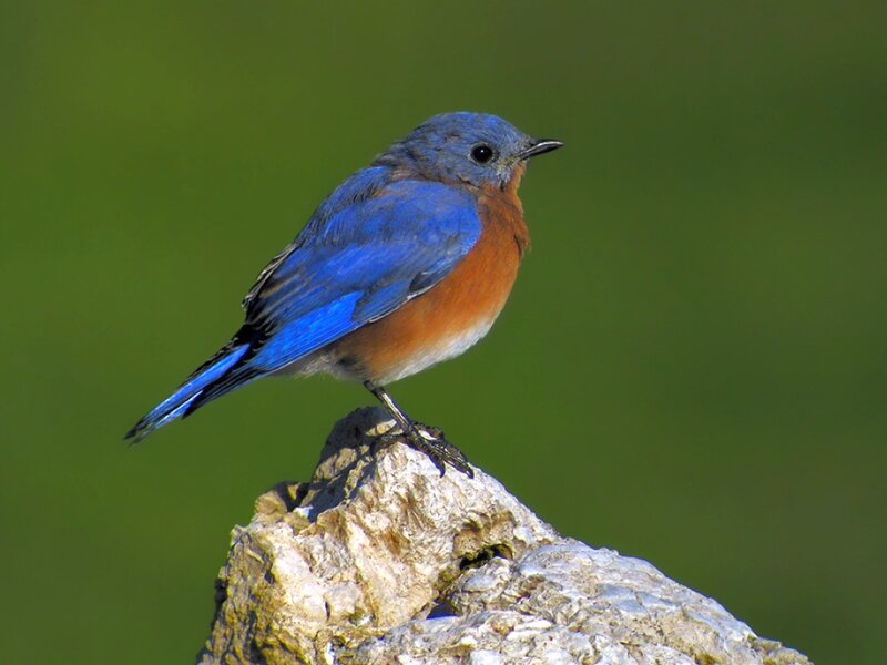 Bluebird on Rock