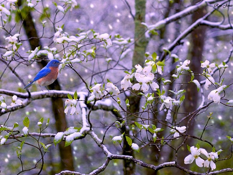 bluebird on snowy branch