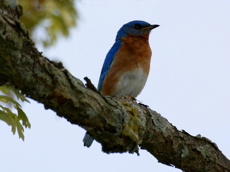 Bluebird on Tree Branch