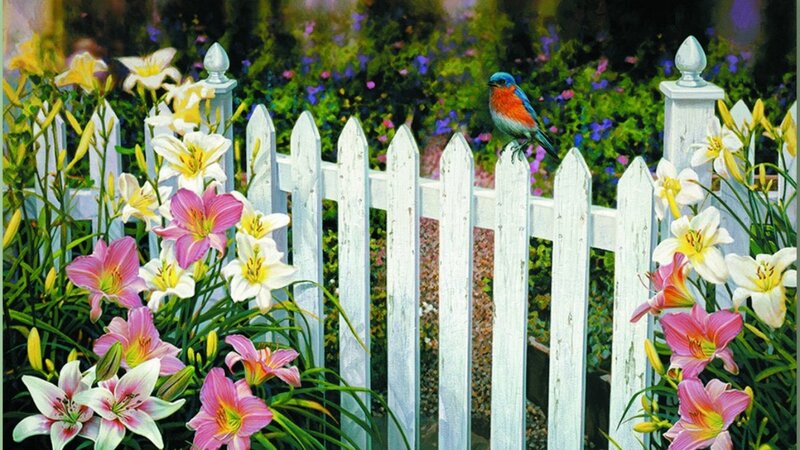 Bluebird on White Fence