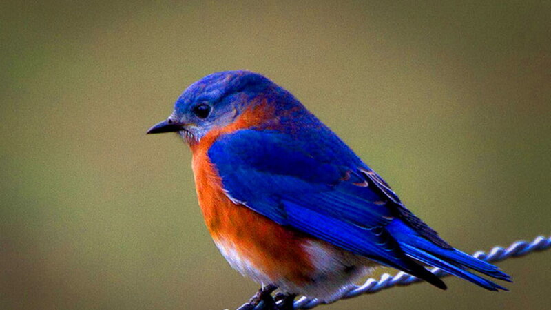 Bluebird on Wire — Blue