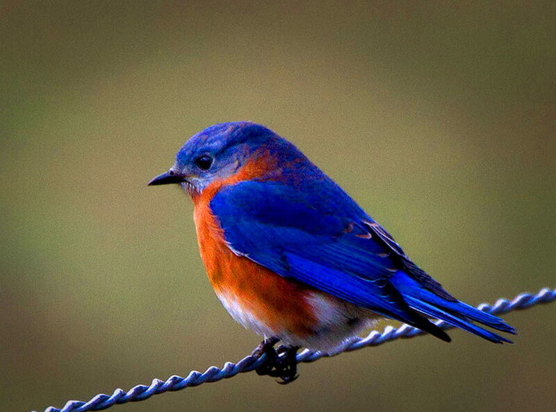 Bluebird on Wire