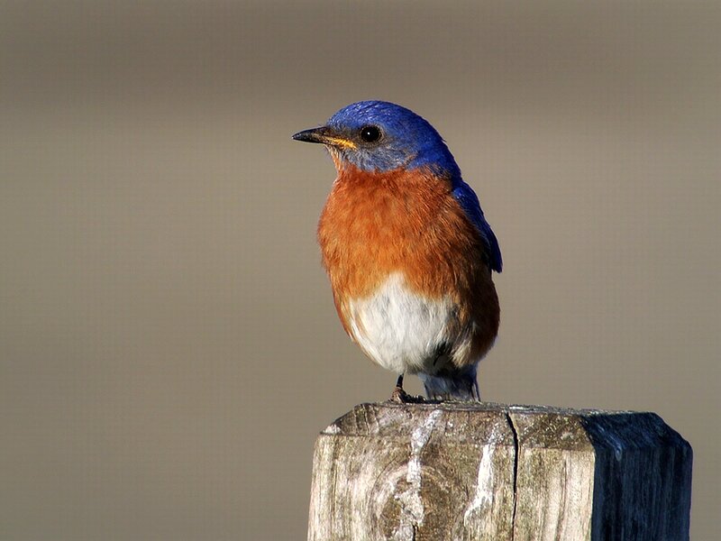 Bluebird on Wooden Post — Blue, Calm