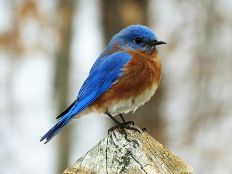 Bluebird on Wooden Post — Blue, Calm, Winter