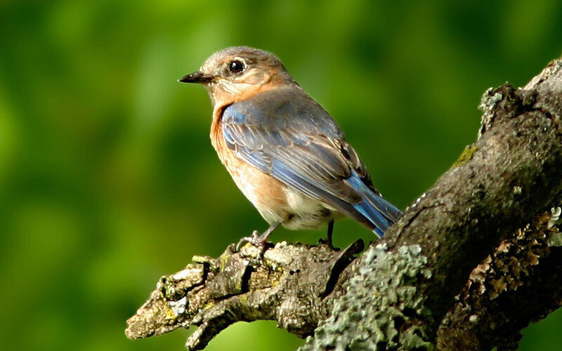 bluebird perched on a branch