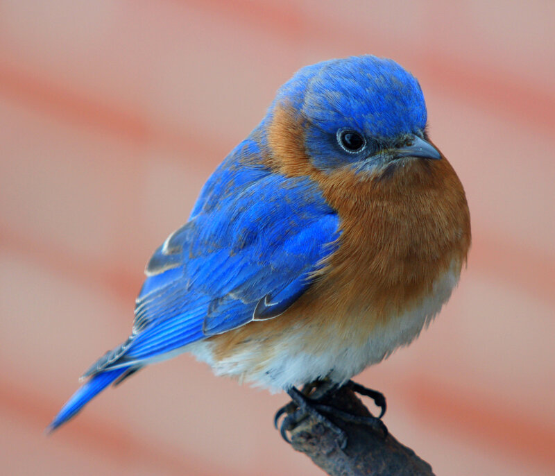 Bluebird Perched on Branch — Blue