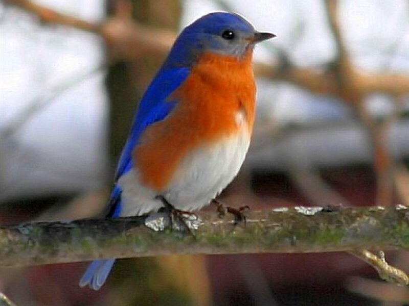 bluebird perched on branch