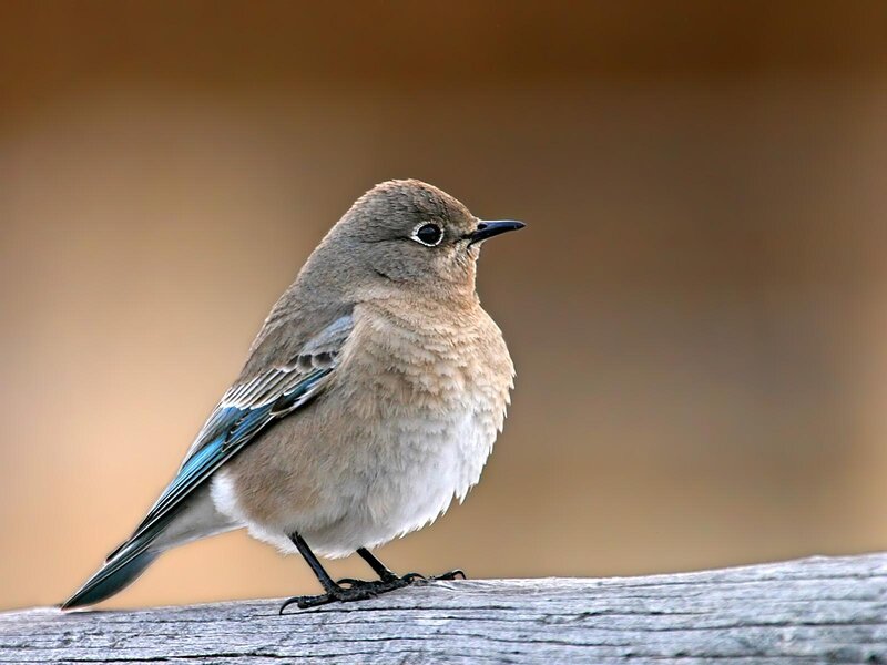 Bluebird Perched on Wood — Brown