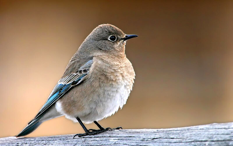 bluebird perched on wood