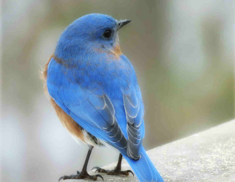 Bluebird Perched