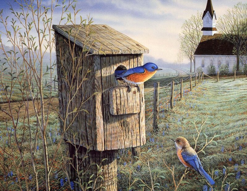 Bluebirds at a Birdhouse