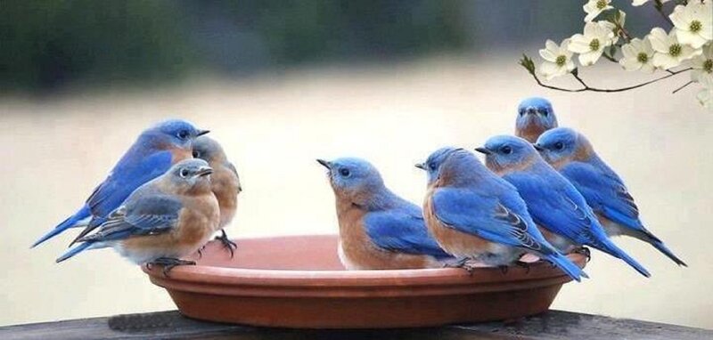 Bluebirds at Birdbath