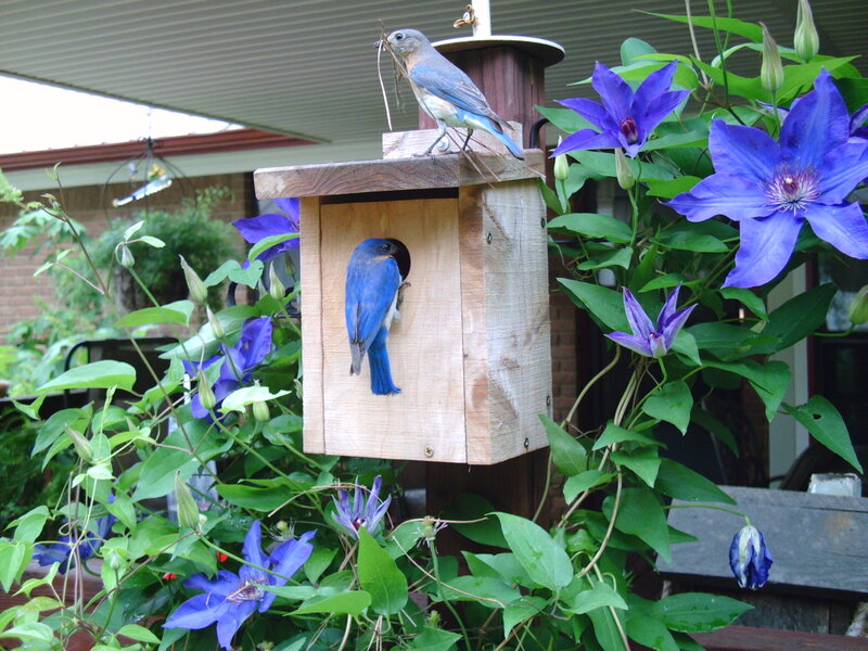Bluebirds at Birdhouse — Blue, Calm