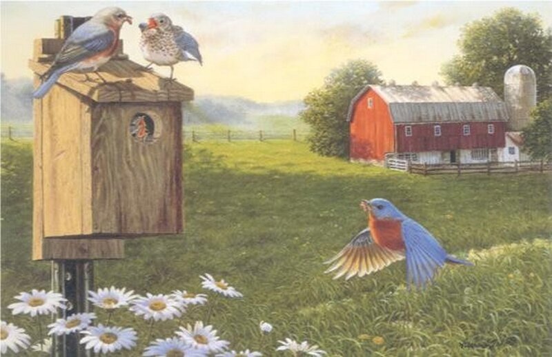 Bluebirds at Birdhouse