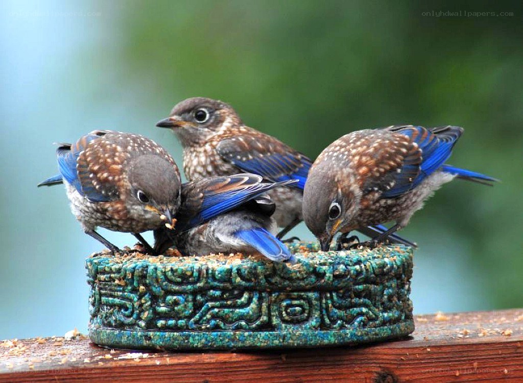 Bluebirds eating from a feeder