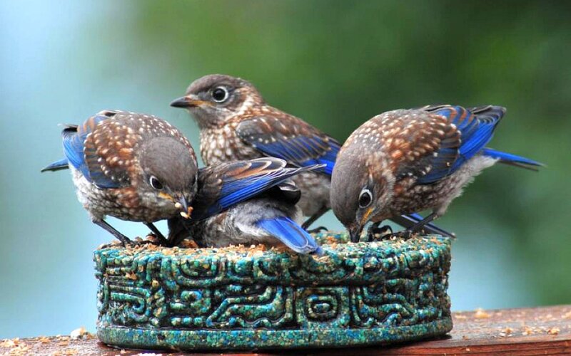 Bluebirds Eating from Dish