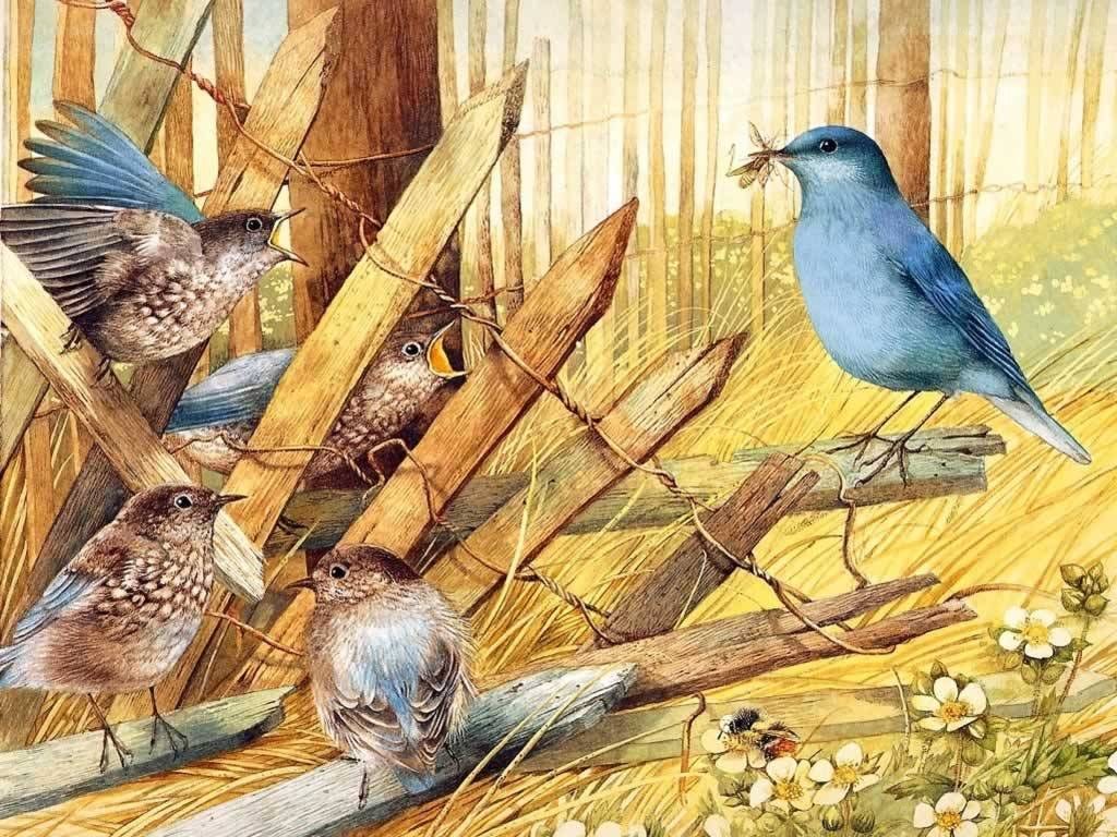 Bluebirds feeding chicks
