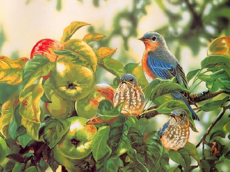 Bluebirds in an apple tree