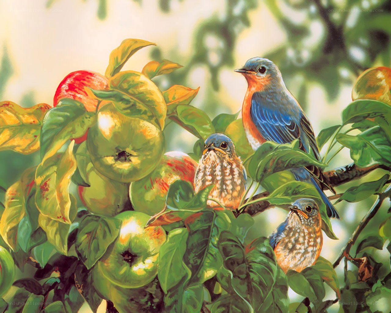 Bluebirds in an apple tree
