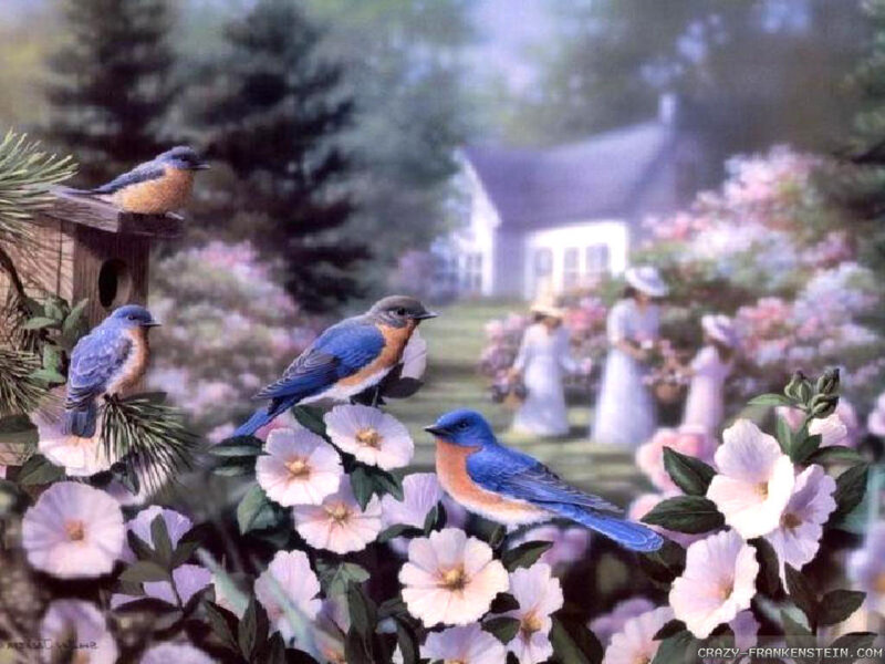 Bluebirds in Garden