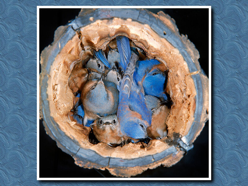 Bluebirds in Nest