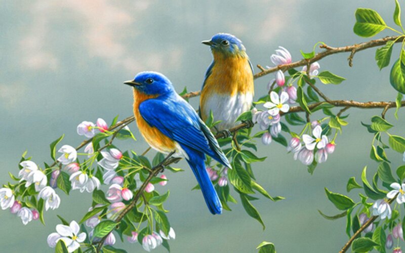 Bluebirds on a flowering branch