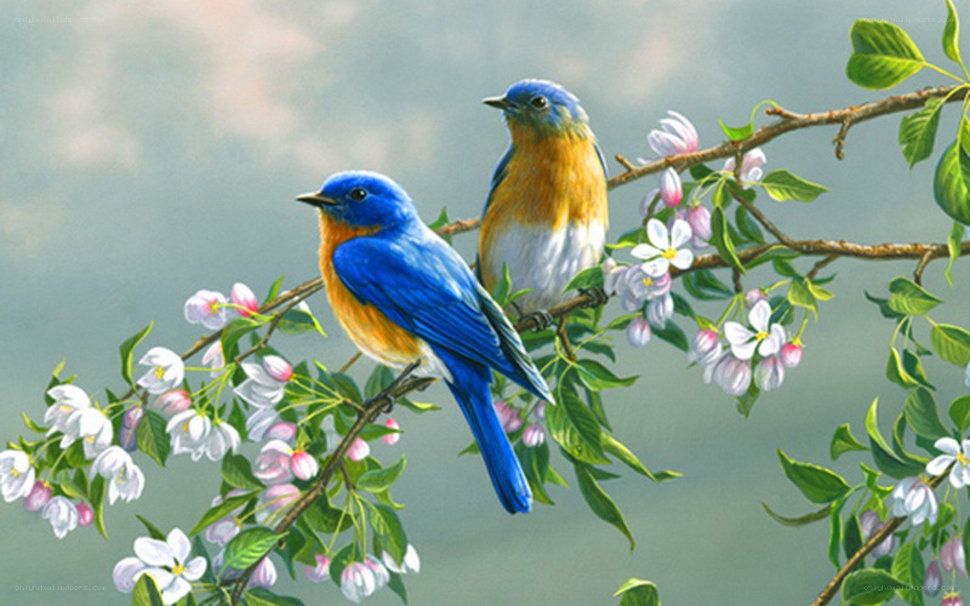 Bluebirds on a flowering branch