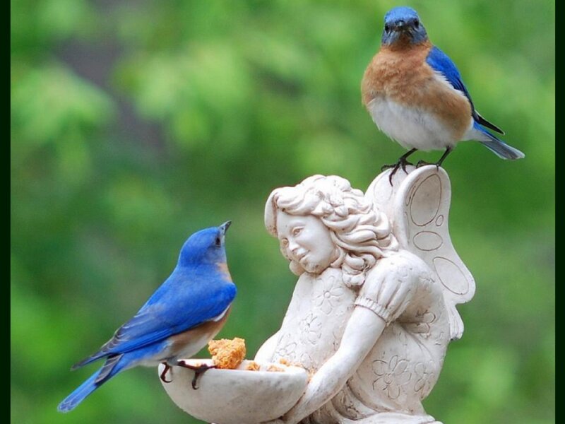 Bluebirds on Angel Statue