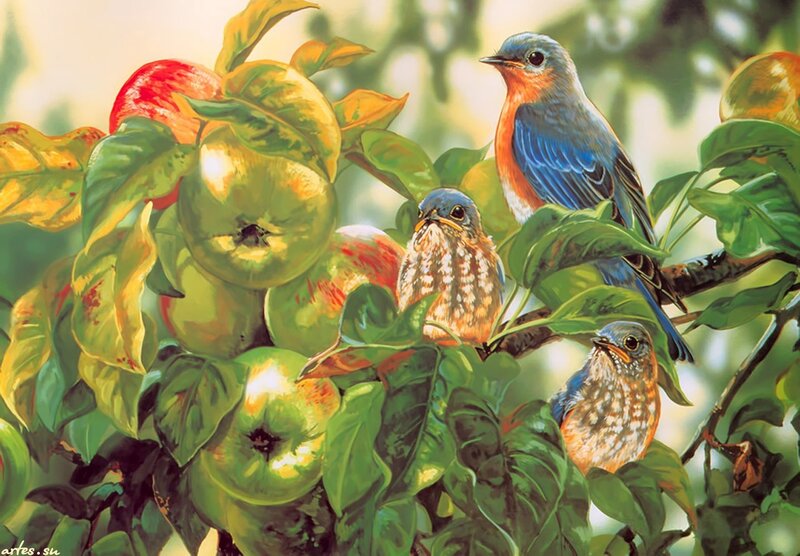 Bluebirds on Apple Tree — Green