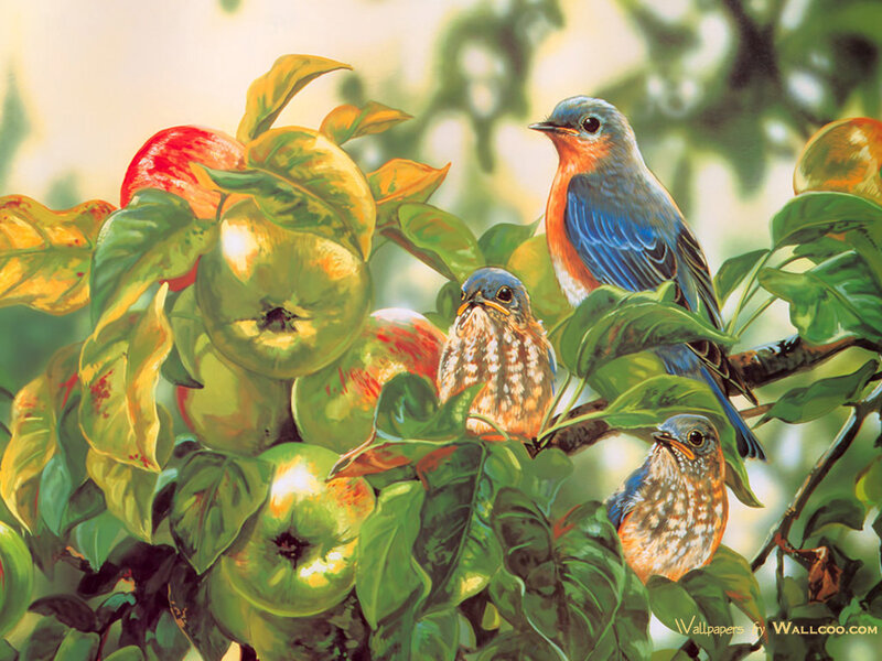 Bluebirds on Apple Tree